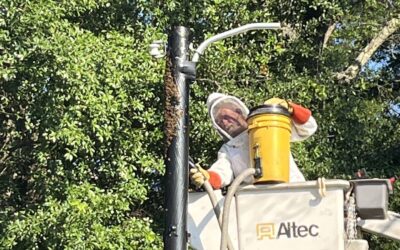 From Bees to Bears: Navigating Biological Hazards